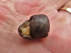 Laevicaulis natalensis natalensis
