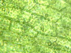 Riccardia chamedryfolia