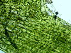 Riccardia chamedryfolia