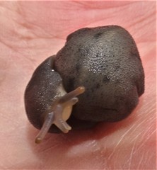 Laevicaulis natalensis natalensis
