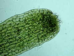 Riccardia chamedryfolia