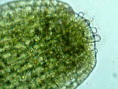 Riccardia chamedryfolia