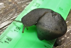 Laevicaulis natalensis natalensis
