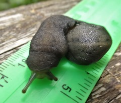Laevicaulis natalensis natalensis