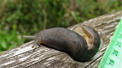 Laevicaulis natalensis natalensis