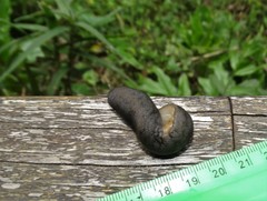 Laevicaulis natalensis natalensis