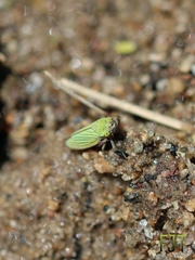 Chlorogonalia losoplanensis