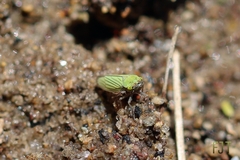 Chlorogonalia losoplanensis