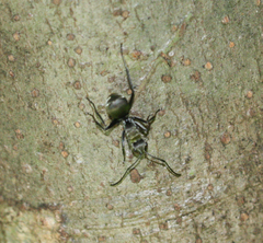 Polyrhachis foreli