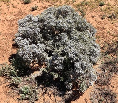 Cratystylis conocephala