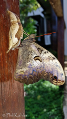 Selenophanes cassiope