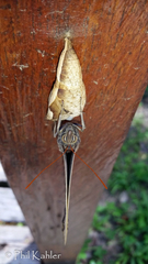 Selenophanes cassiope