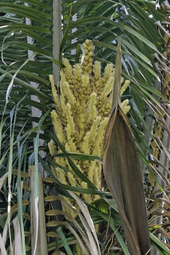 Attalea cohune