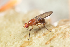 Amphipogon hyperboreus