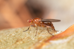 Amphipogon hyperboreus