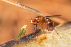 Amphipogon hyperboreus