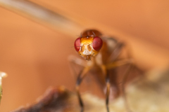 Amphipogon hyperboreus