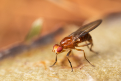 Amphipogon hyperboreus