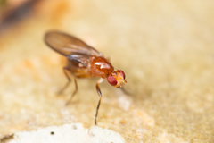 Amphipogon hyperboreus