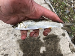 Pseudaspius hakonensis