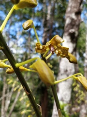 Dendrobium discolor