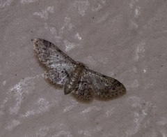 Idaea pervertipennis