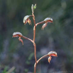 Pterostylis rufa