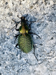 Carabus smaragdinus