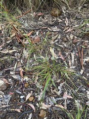 Pterostylis rufa
