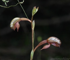 Pterostylis rufa