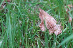Clitocybe fragrans