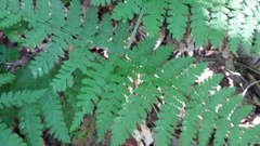 Dryopteris campyloptera