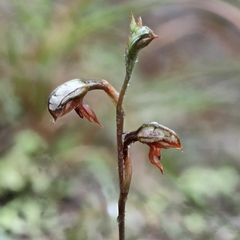 Pterostylis rufa