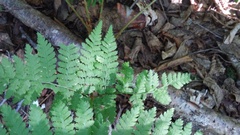 Dryopteris campyloptera