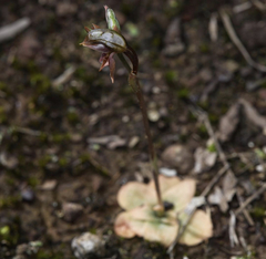 Pterostylis rufa