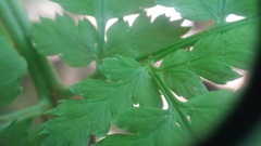 Dryopteris campyloptera