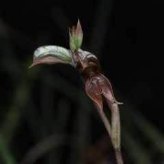 Pterostylis rufa