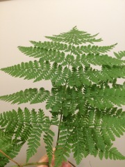 Dryopteris campyloptera