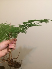 Dryopteris campyloptera