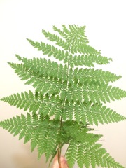 Dryopteris campyloptera
