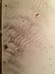 Dryopteris campyloptera