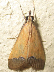 Pseudonoorda rubricostalis