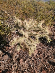 Cylindropuntia fulgida
