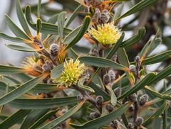 Hakea cinerea