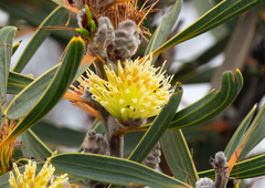 Hakea cinerea
