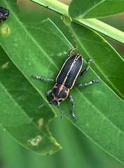 Eudiagogus maryae