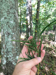 Muhlenbergia glabrifloris