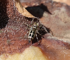 Cosmophasis thalassina
