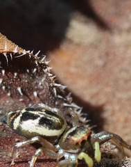 Cosmophasis thalassina