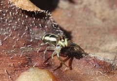 Cosmophasis thalassina